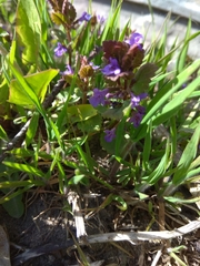 Glechoma hederacea