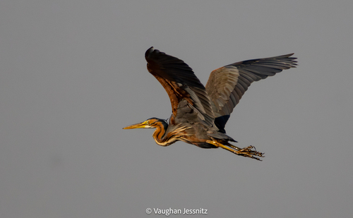 iNaturalist: (c) Vaughan Jessnitz, some rights reserved (CC BY-NC), uploaded by Vaughan Jessnitz iNaturalist image