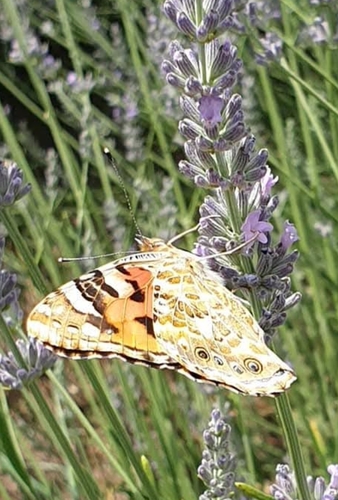 Painted Lady