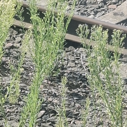 horseweed