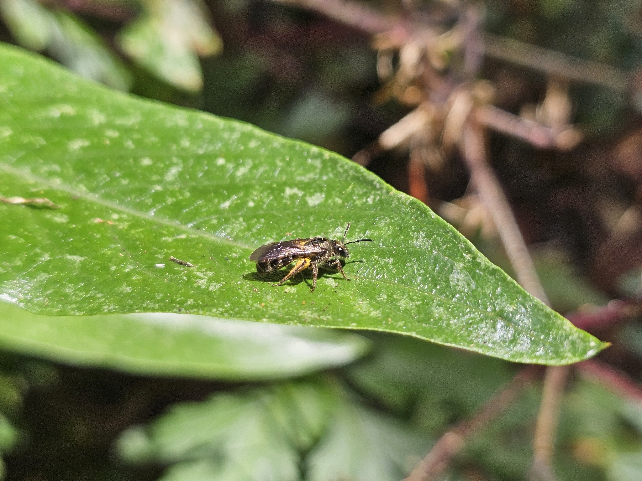 Lasioglossum chalcodes