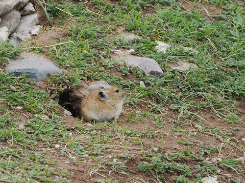 Black-lipped Pika