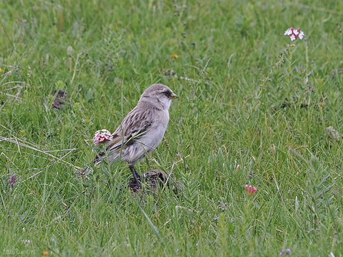 White-rumped Snowfinch (Onychostruthus taczanowskii), photo 3