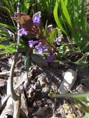 Glechoma hederacea