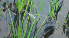 Micrathyria ocellata