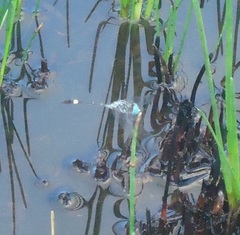 Micrathyria ocellata