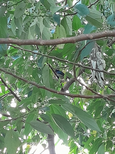 Mistletoebird