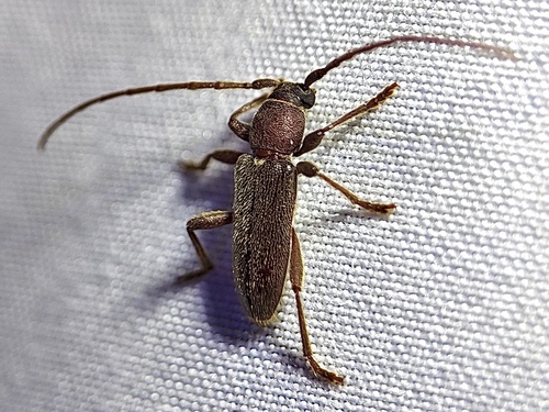Anelaphus moestus