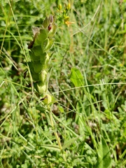 Rhinanthus alectorolophus, photograph (c) fmunoz, some rights reserved (CC BY)