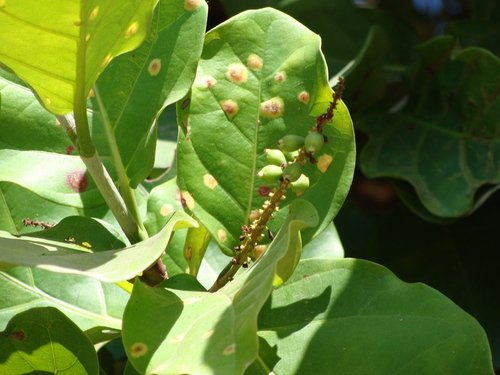 Coccoloba barbadensis, photograph 6