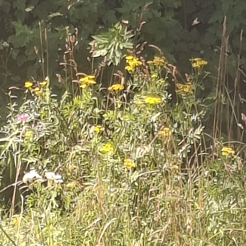 tansy