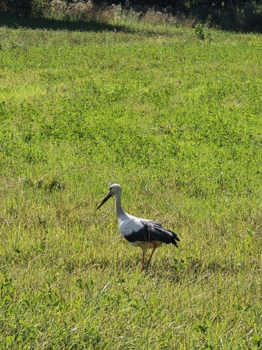 White Stork