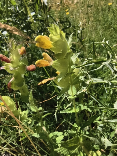 Rhinanthus alectorolophus, photograph 5