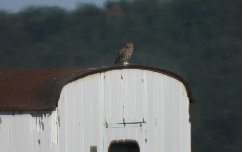 Little Owl