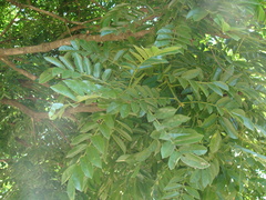 Andira inermis, photograph (c) Alexis López Hernández, some rights reserved (CC BY)