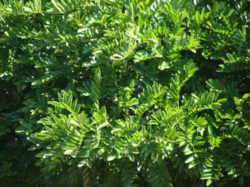 Andira inermis, photograph 3