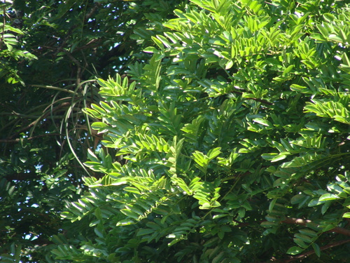Andira inermis, photograph 1
