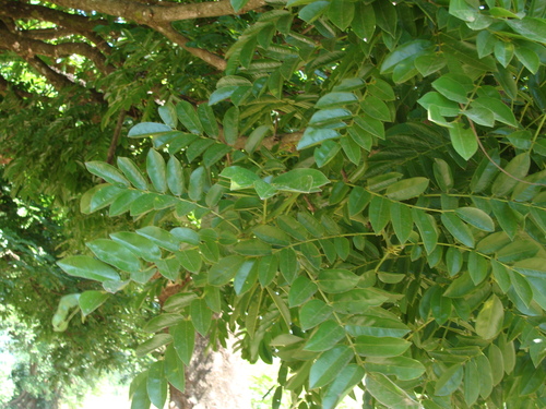 Andira inermis, photograph 4