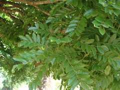 Andira inermis, photograph (c) Alexis López Hernández, some rights reserved (CC BY)