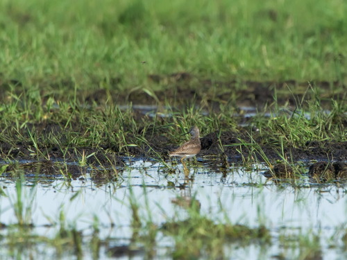 iNaturalist image