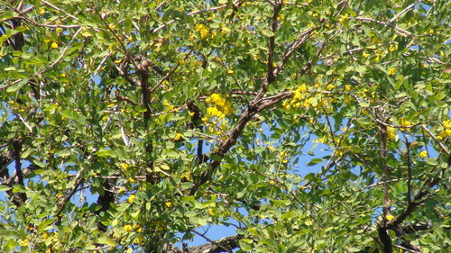 Diphysa americana, photograph 3