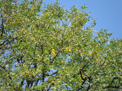 Diphysa americana, photograph 4