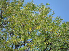 Diphysa americana, photograph (c) Alexis López Hernández, some rights reserved (CC BY)