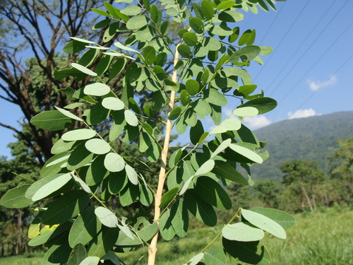 Diphysa americana, photograph 6