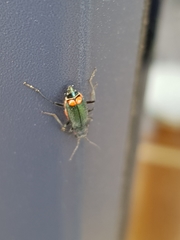 Malachius bipustulatus