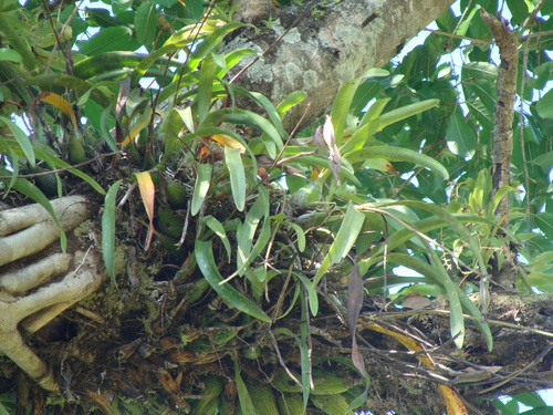 Encyclia cordigera, photograph 1