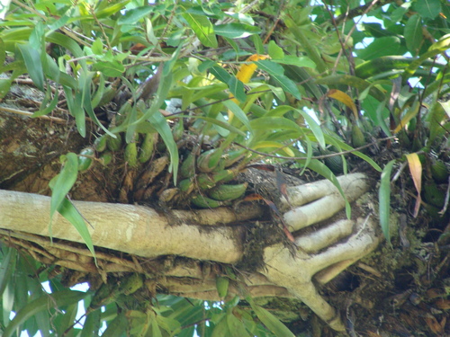 Encyclia cordigera, photograph 2
