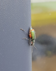 Malachius bipustulatus