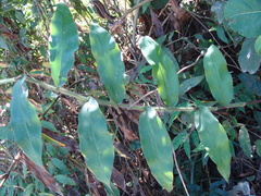 Lasiacis divaricata, photograph (c) Alexis López Hernández, some rights reserved (CC BY)