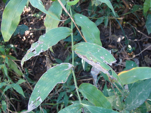 Lasiacis divaricata, photograph 5