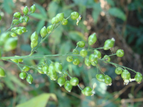 Lasiacis divaricata, photograph 4