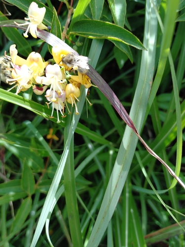 Lonicera acuminata, photograph 1