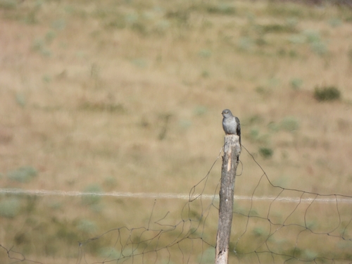 Common Cuckoo