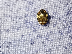 Anthrenus pimpinellae