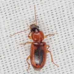Stenolophus dissimilis