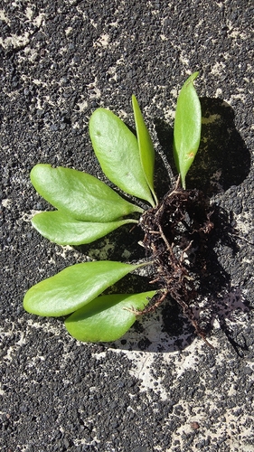 Pyrrosia piloselloides, photograph 4