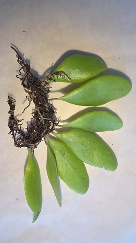 Pyrrosia piloselloides, photograph 5