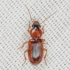 Stenolophus dissimilis