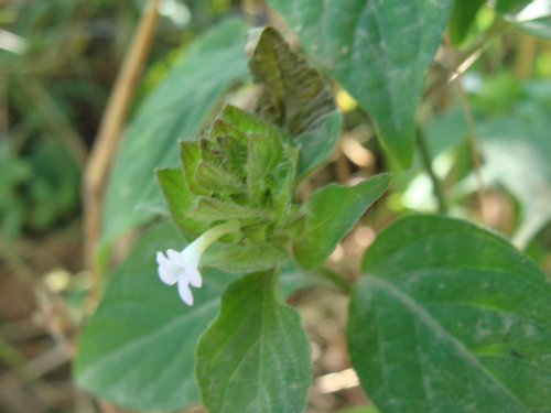 Ruellia blechum, photograph 5