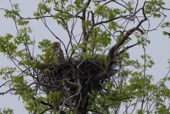 Buteo jamaicensis