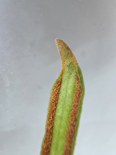 Pyrrosia piloselloides, photograph 6