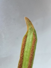Pyrrosia piloselloides, photograph (c) John Tasirin, some rights reserved (CC BY)