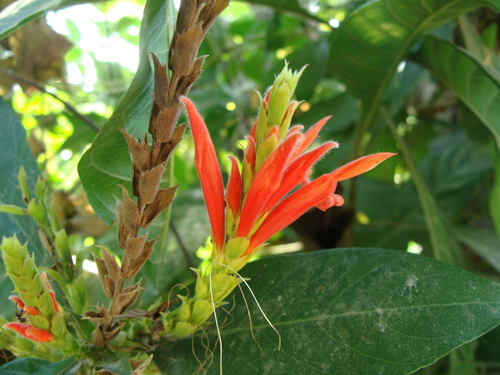 Aphelandra scabra, photograph 4