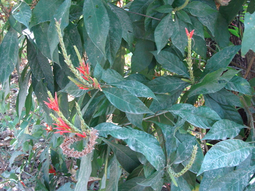 Aphelandra scabra, photograph 6