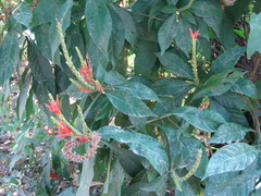 Aphelandra scabra, photograph (c) Alexis López Hernández, some rights reserved (CC BY)