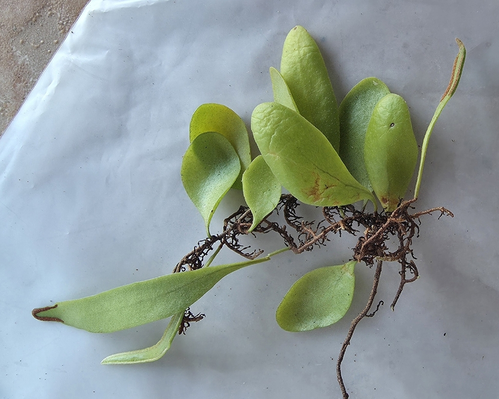 Pyrrosia piloselloides; photograph (c) John Tasirin, some rights reserved (CC BY)